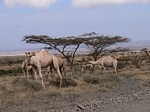 Velbloudi Marsabit SZ Kenya 2012_PV1008.jpg